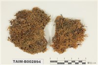 藏品(青苔科)的圖片